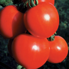 Tomato - New Girl ORGANIC