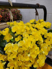 Hanging Basket - Tuberous Begonia Yellow
