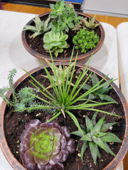 Succulents 11" Bowl