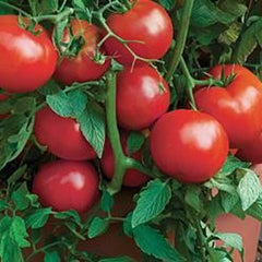 Tomato - Bush Allstar PATIO