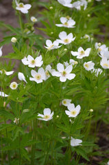 Anemone canadensis - Canadian Anemone