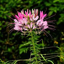 Cleome (4 pack)