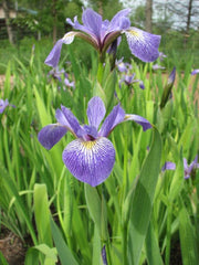 Iris versicolor - Northern Blue Flag