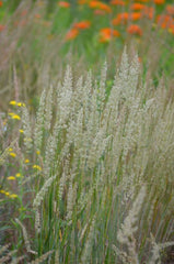Koeleria cristata - June Grass