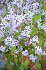 Aster/Symphyotrichum cordifolium - Heart-leaved Aster