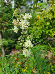 Asclepias verticillata - Whorled Milkweed