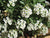 Alyssum White (4 pack)