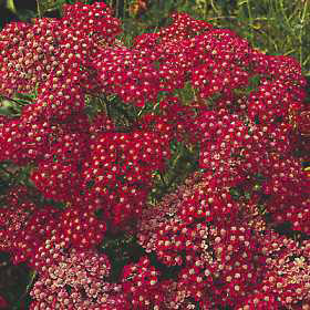 Achillea millefolium - Cerise Queen Yarrow