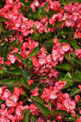 Begonia - Whopper Pink green leaf