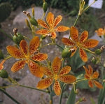Belamcanda chinensis - Blackberry Lily
