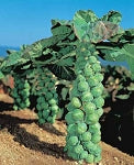 Brussel Sprouts - Jade Cross (4 Pack)