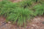 Carex pensylvanica - Common Oak Sedge