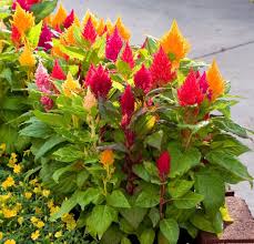 Celosia Mixed (4 pack)