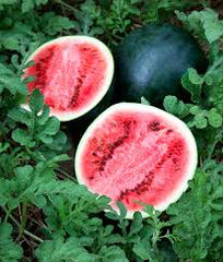 Watermelon - Sugar Baby ORGANIC