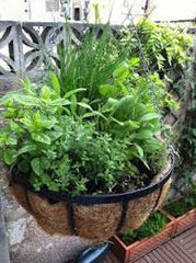 Hanging Basket - Herb ORGANIC