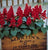 Salvia Red (4 pack)