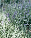 Lavender - Munstead ORGANIC