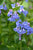 Mertensia virginica - Virginia Bluebells