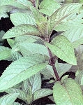 Peppermint Herb ORGANIC