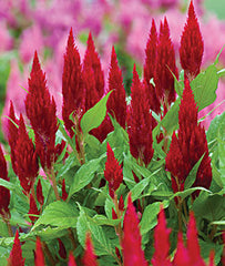Celosia Red (4 pack)