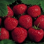 Strawberry - Honeoye June Bearing (4 pack)