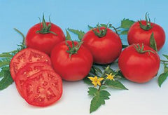 Tomato - Moskvich HEIRLOOM ORGANIC
