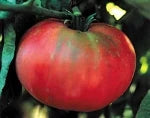 Tomato - Brandywine HEIRLOOM ORGANIC
